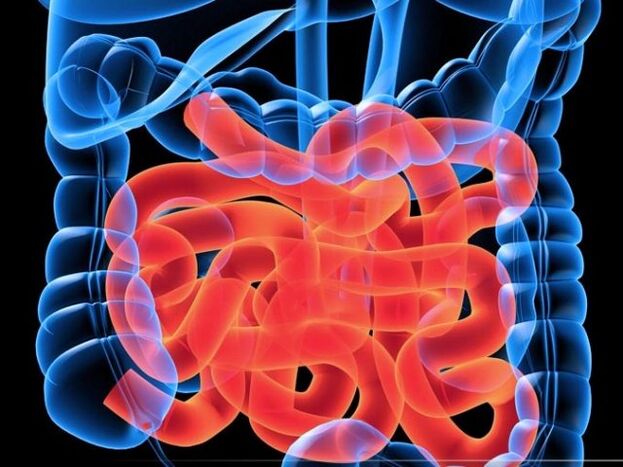 Parassiti nell'intestino tenue