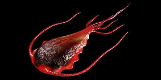 Giardia dal corpo umano