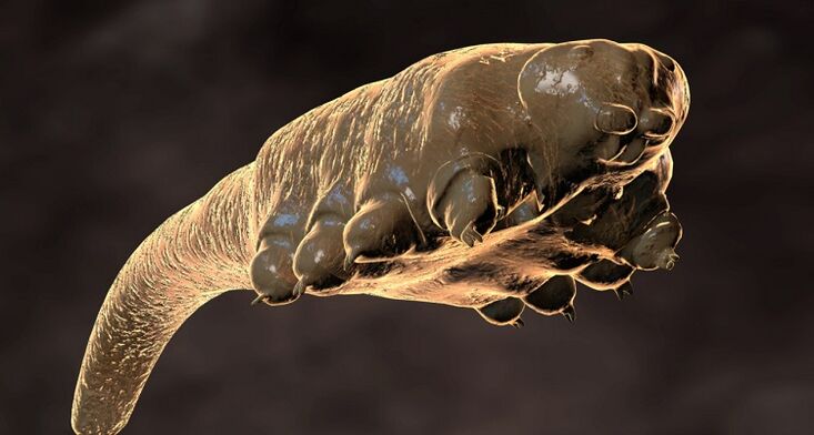 acaro demodex parassita sottocutaneo