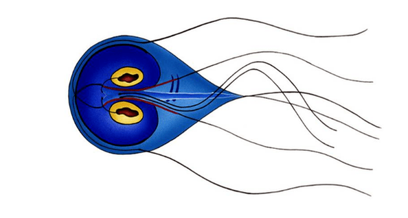 Giardia intestinale