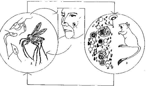 La leishmania è trasmessa dalle zanzare del genere Phlebotomus.