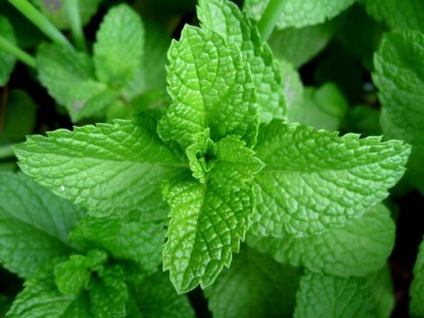 menta piperita per i parassiti